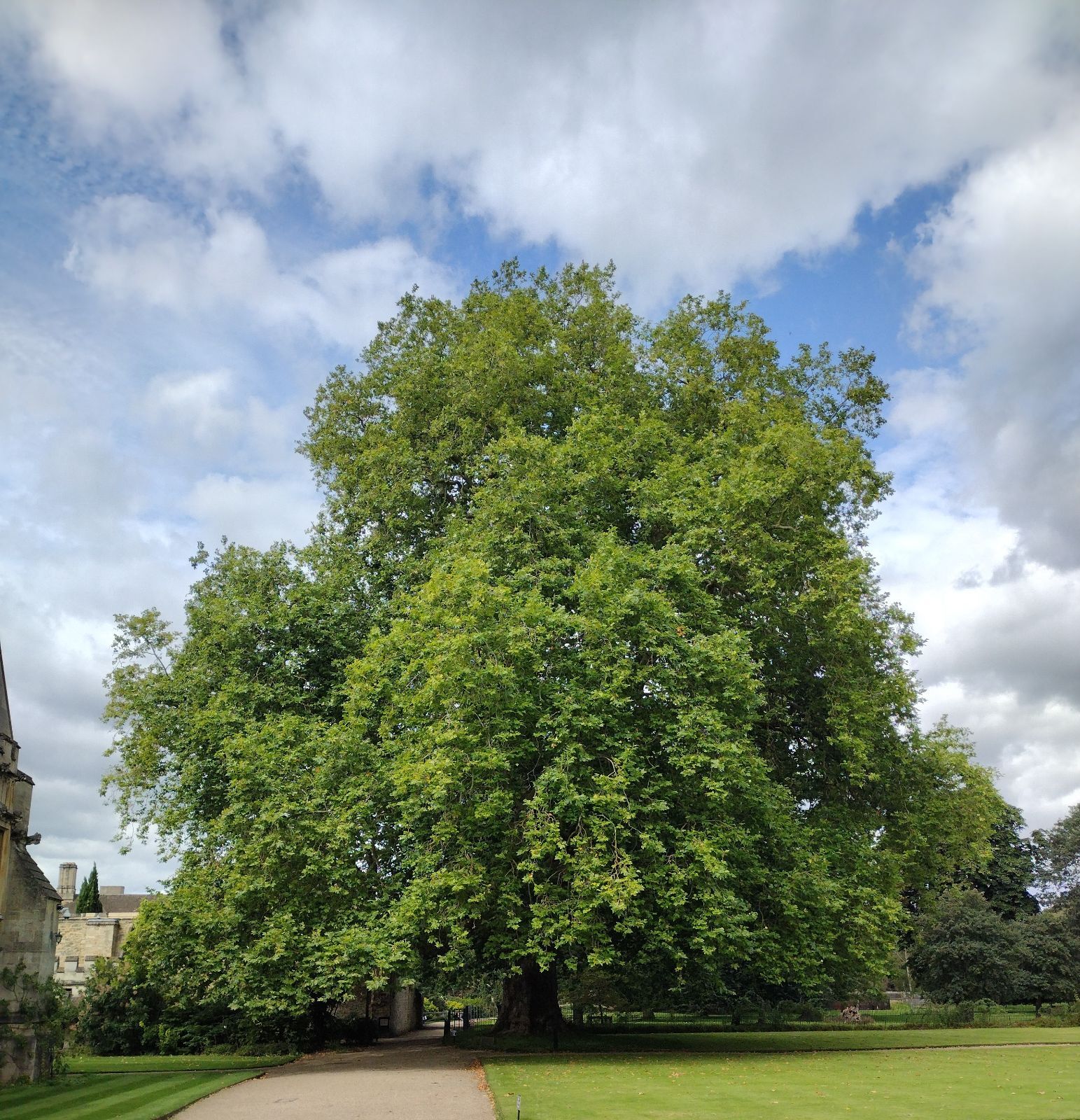 بذر درخت چنار